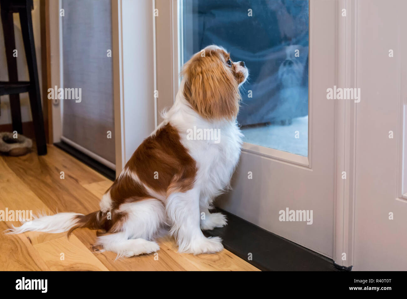 Cavalier King Charles Spaniel puppy staring outside the door, waiting to be let out. (PR) Stock Photo