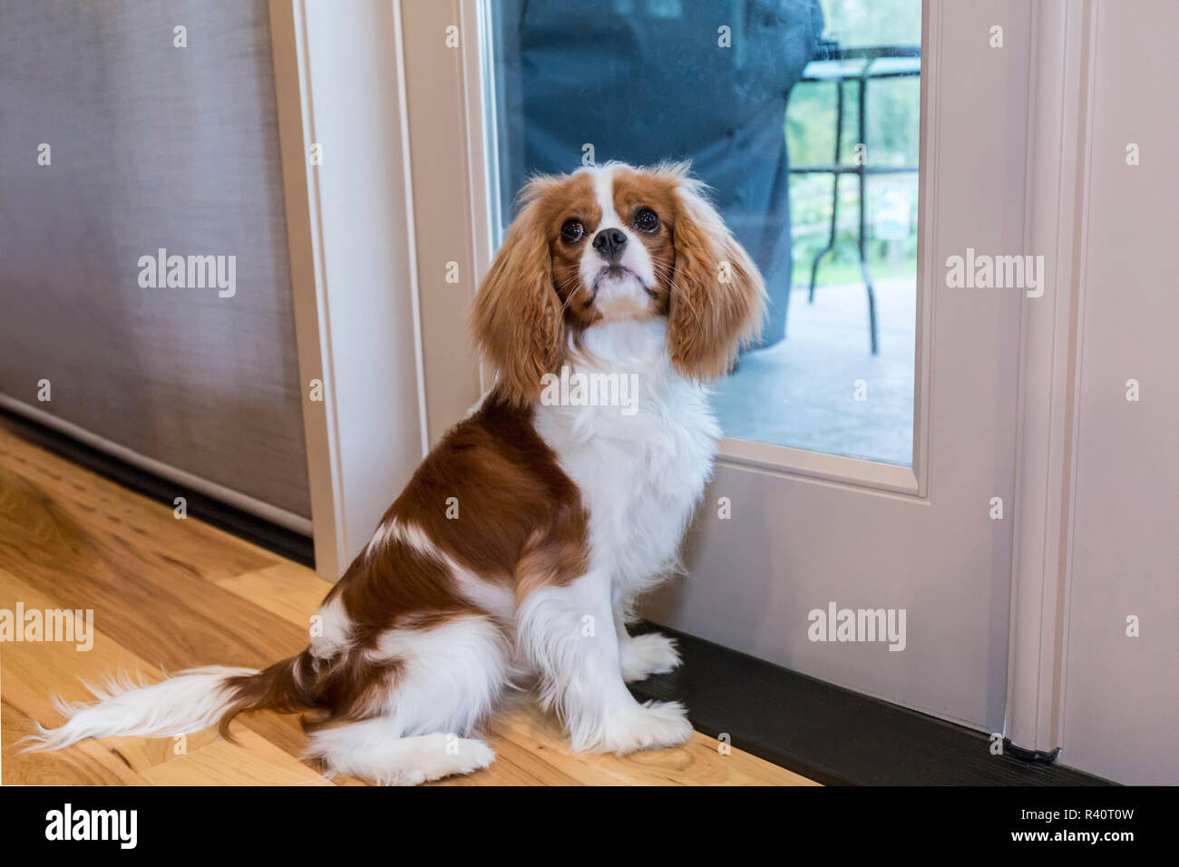 Cavalier King Charles Spaniel puppy begging to go outside. (PR) Stock Photo