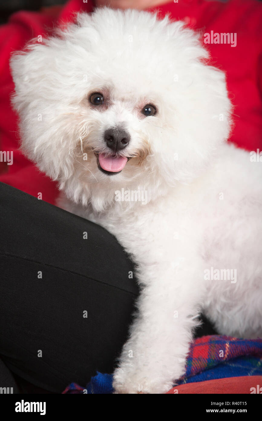 Bichon Frise dog sitting on the couch on his owner's lap. (MR,PR) Stock Photo