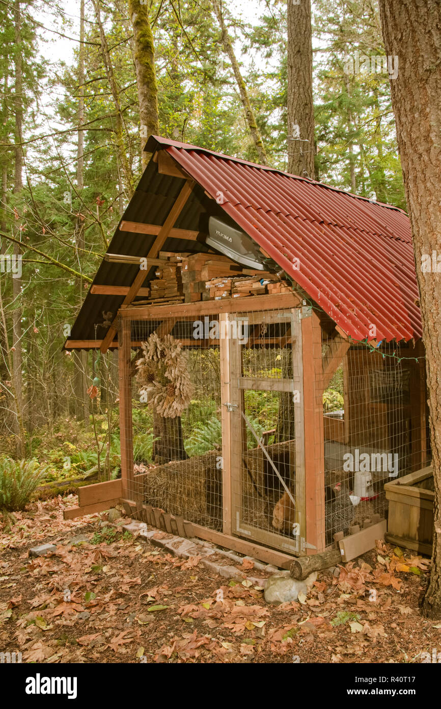 Issaquah, Washington State, USA. Buff Orpington and Barred Plymouth Rock chickens inside their handmade, non-industrial coop. (PR) Stock Photo