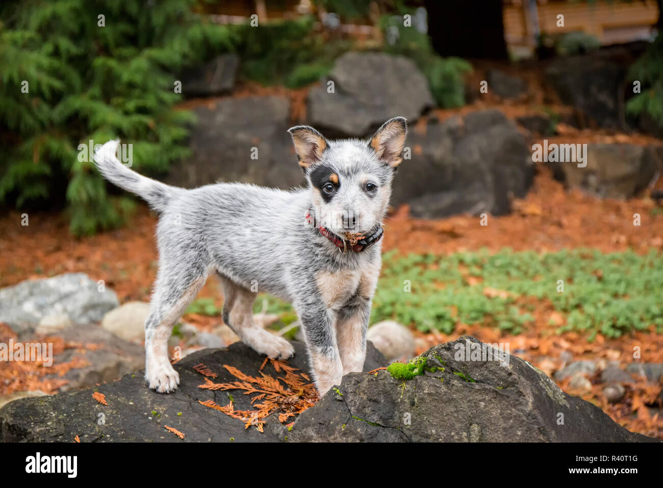 Red Heeler Puppy Hi Res Stock Photography And Images Alamy Red Heeler Puppy Hi Res Stock Photography And Images Alamy