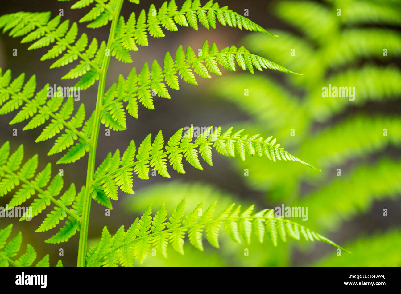 King ferns hi-res stock photography and images - Alamy