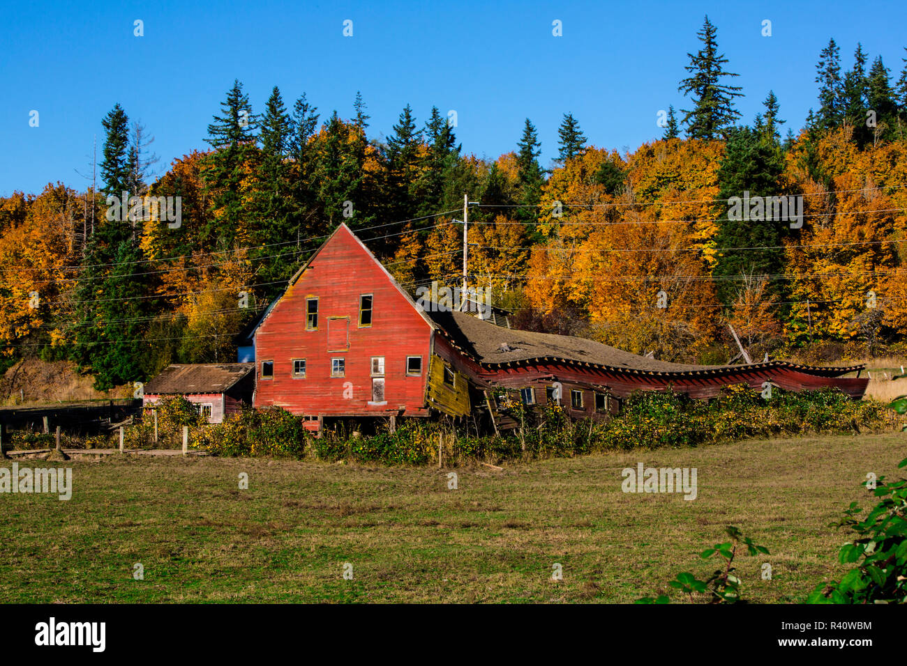 Chimacum, Washington State. Bucolic rickety red barn and copper autumn trees in a pasture Stock Photo