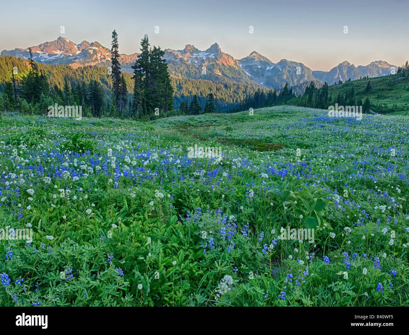 Washington State, Mount Rainier National Park, Tatoosh Range and Wildflowers Stock Photo
