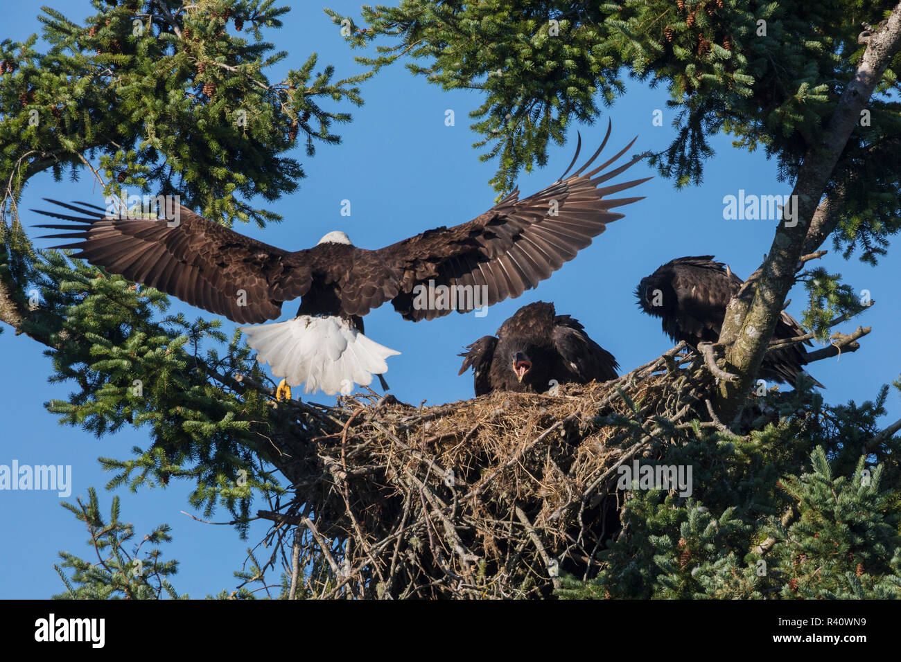 Bald Eagle alighting on nest with hungry chicks Stock Photo