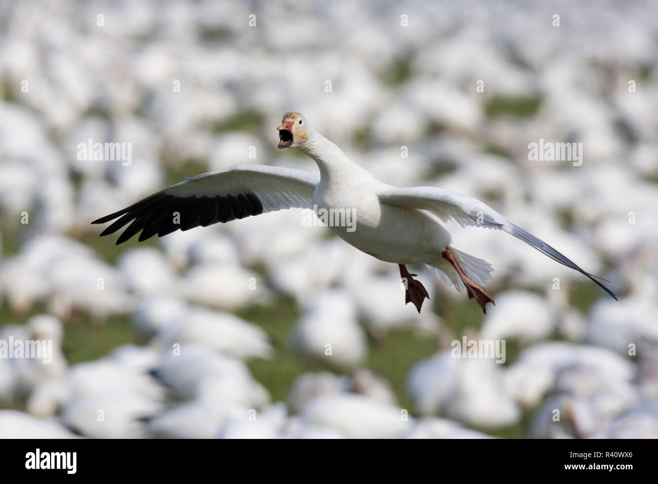Snow goose alighting among large flock Stock Photo