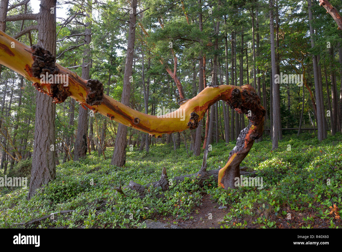USA, Washington State, San Juan Islands, Jones Island, Twisted Madrona tree  trunk with peeling bark Stock Photo - Alamy