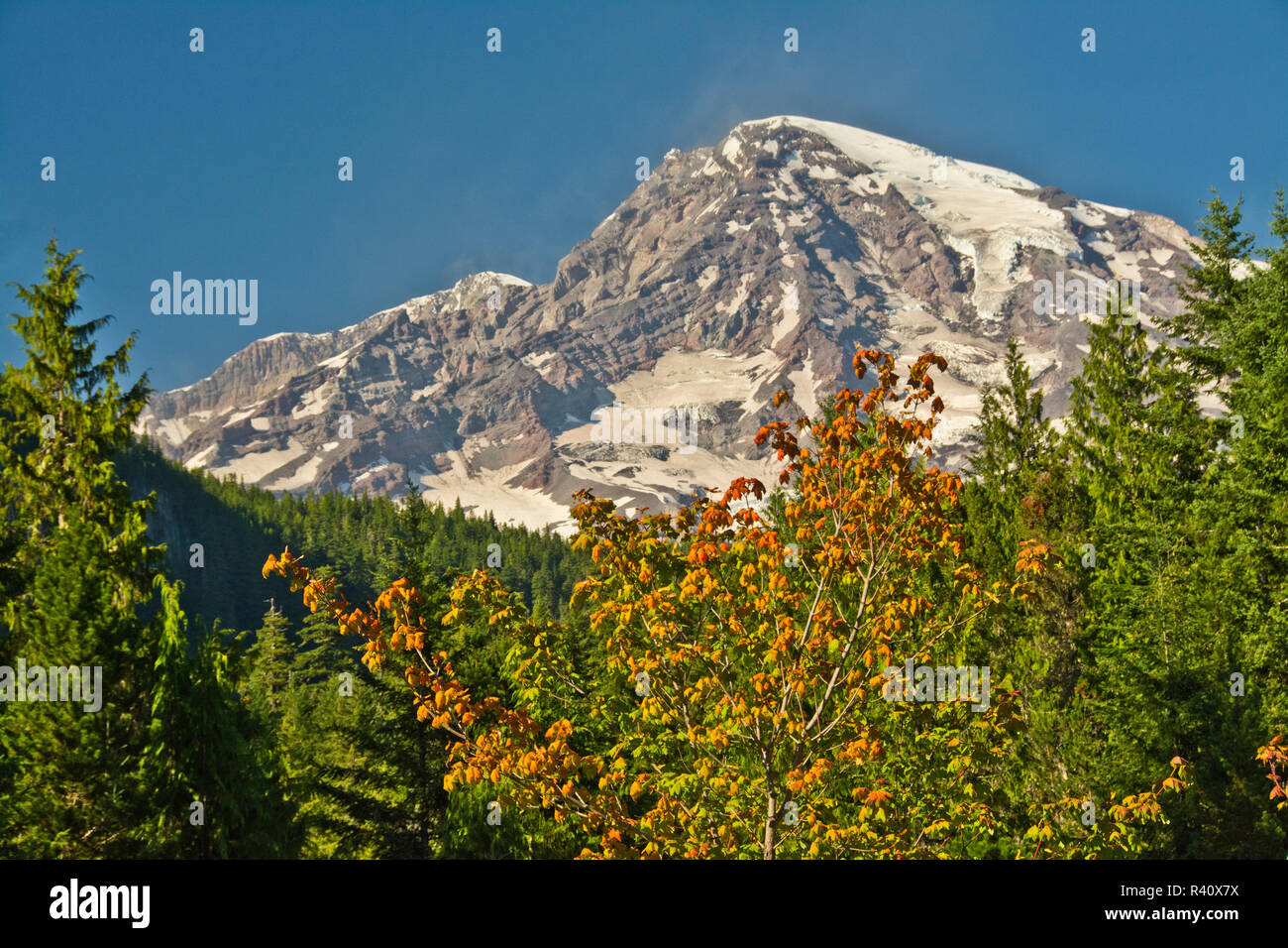 Mount Rainier from Longmire, Mount Rainier National Park, Washington State, USA Stock Photo
