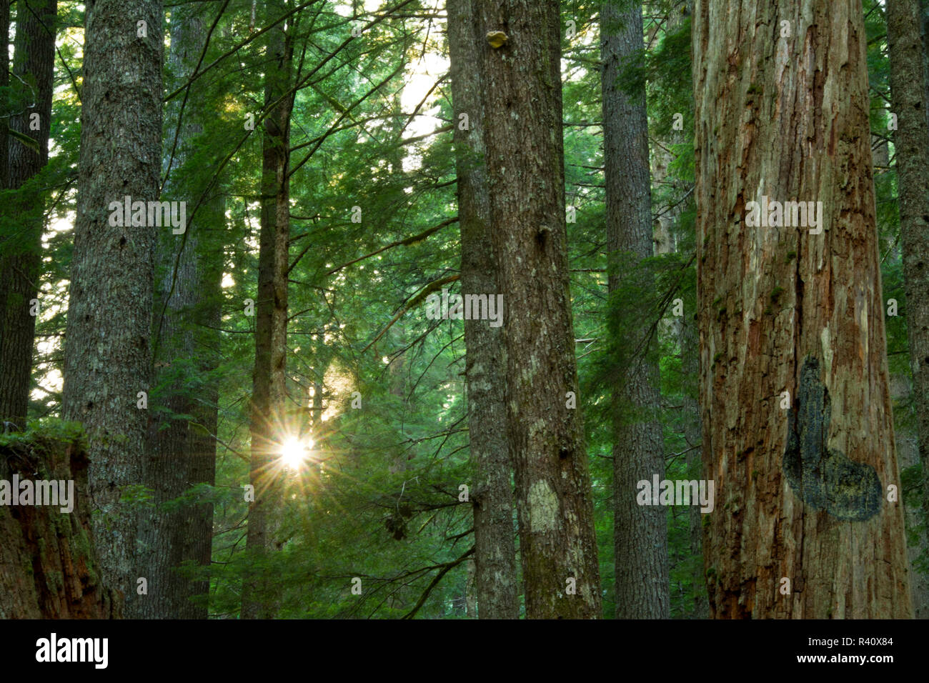 sunburst, forest Interior, Nature Trail, Longmire, Mount Rainier National Park, Washington State, USA Stock Photo