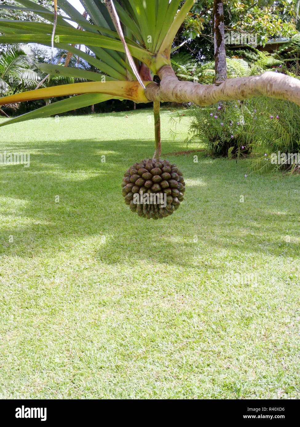 Screw pine fruit hires stock photography and images Alamy