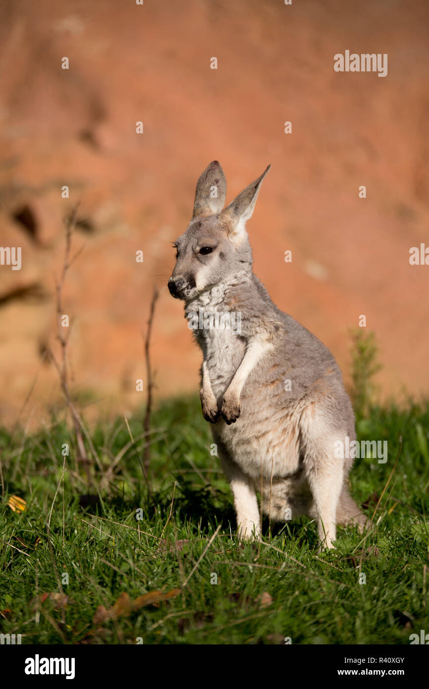 red kangaroo baby Stock Photo Alamy