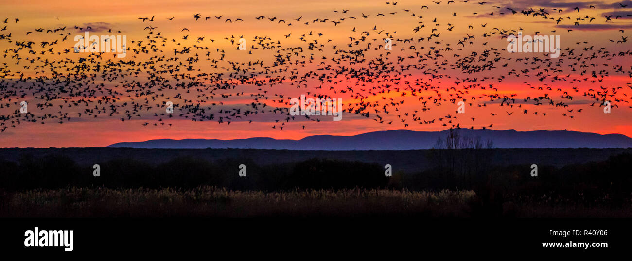 USA, Bosque del Apache, birds flying Stock Photo Alamy