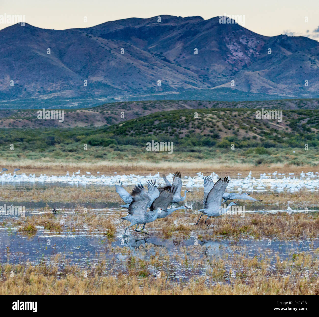 Sandhill Cranes taking off from wetland, Bosque del Apache, National