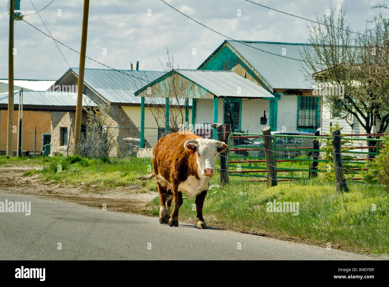 USA, New Mexico, Las Trampas. A cow with one broken horn saunters down the main street through Las Trampas village. Stock Photo