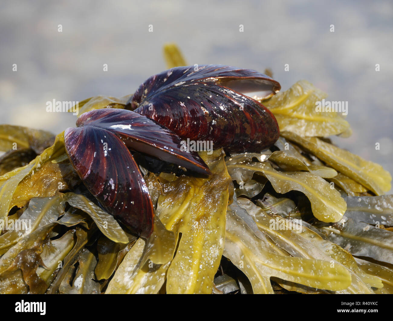 clams and seaweed Stock Photo