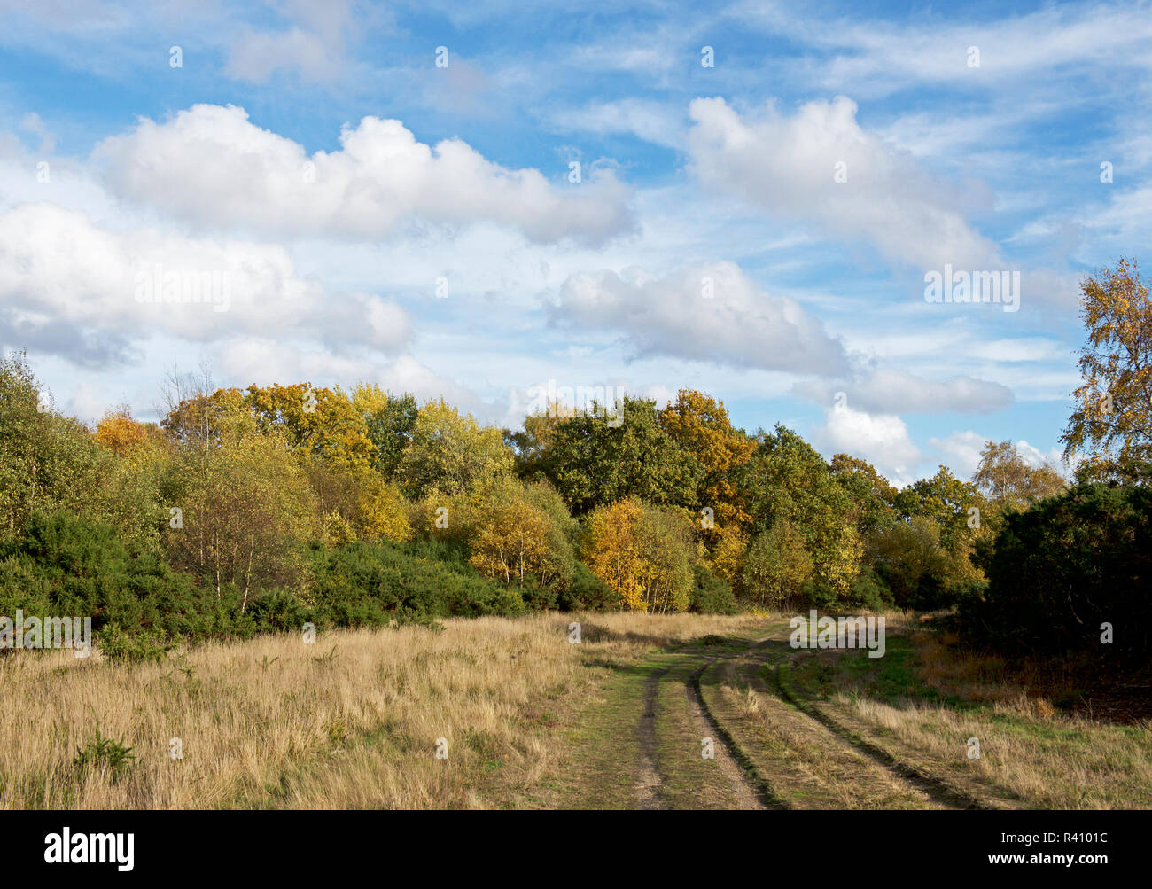 Yateley Common Country Park, Hampshire, England UK Stock Photo