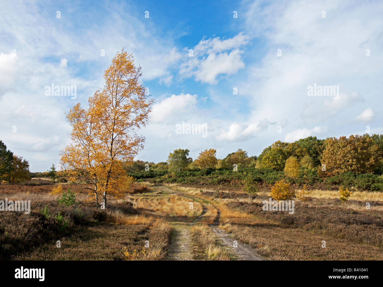 Yateley Common Country Park, Hampshire, England UK Stock Photo