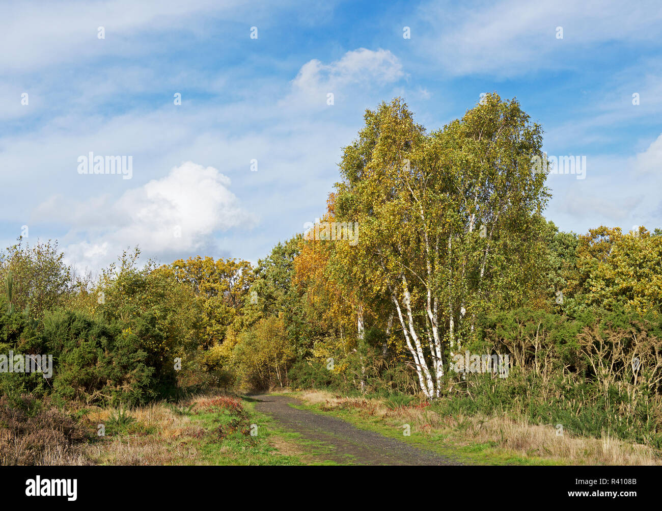 Yateley Common Country Park, Hampshire, England UK Stock Photo