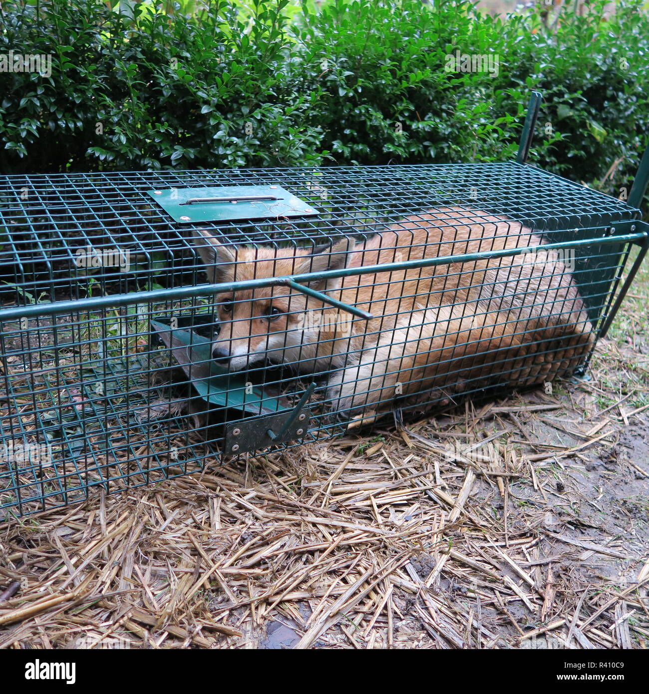 Fox trap hires stock photography and images Alamy
