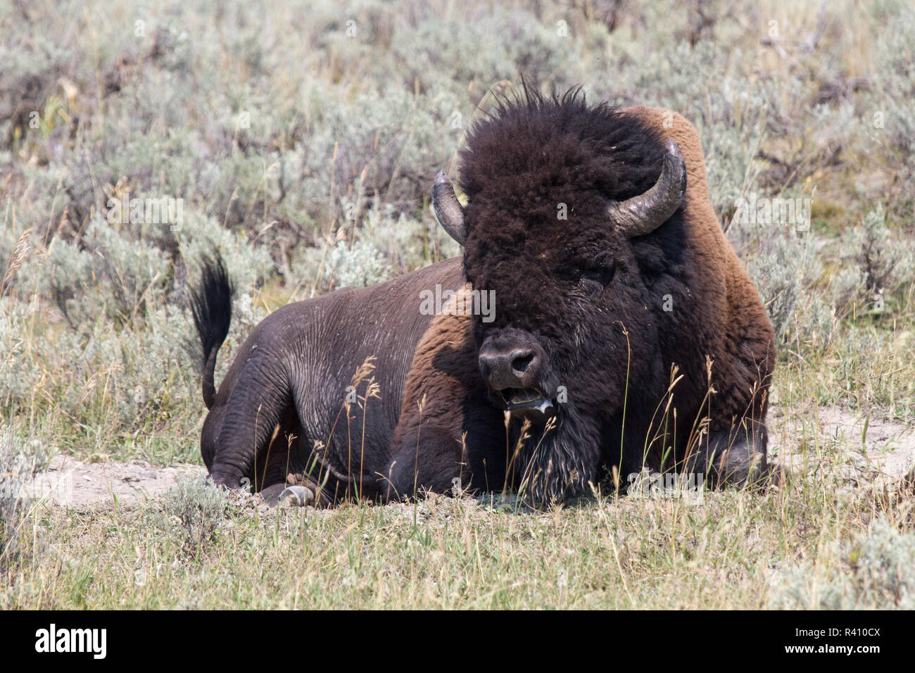 Bison Stock Photo