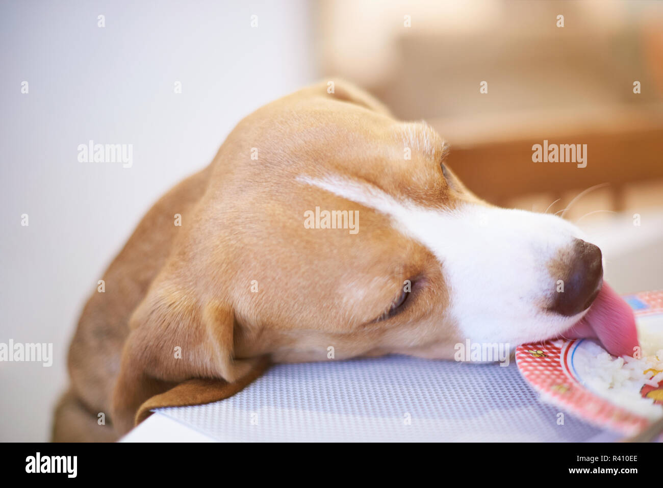 Dog eating food from plate on table close up view Stock Photo Alamy