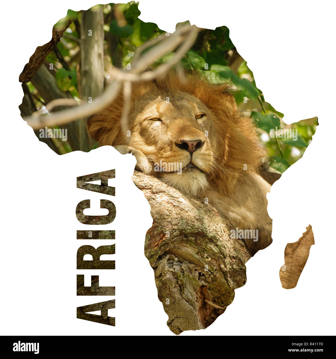 Wild lion sleepoing over tree branch and africa continent outline Stock Photo