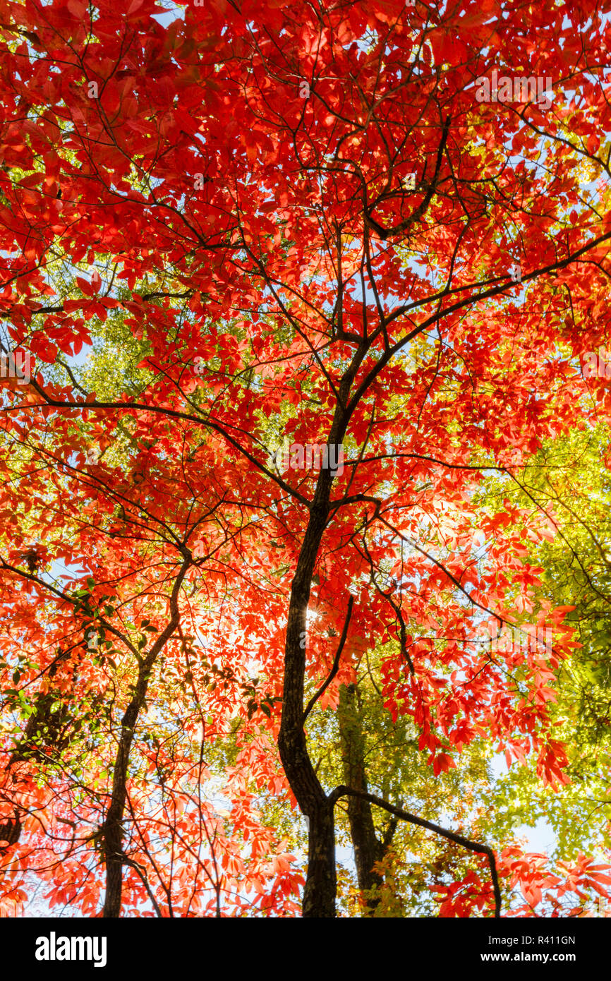 Upward view of fall colors, Forest Scenic Byway, Pisgah National Forest, North Carolina Stock Photo