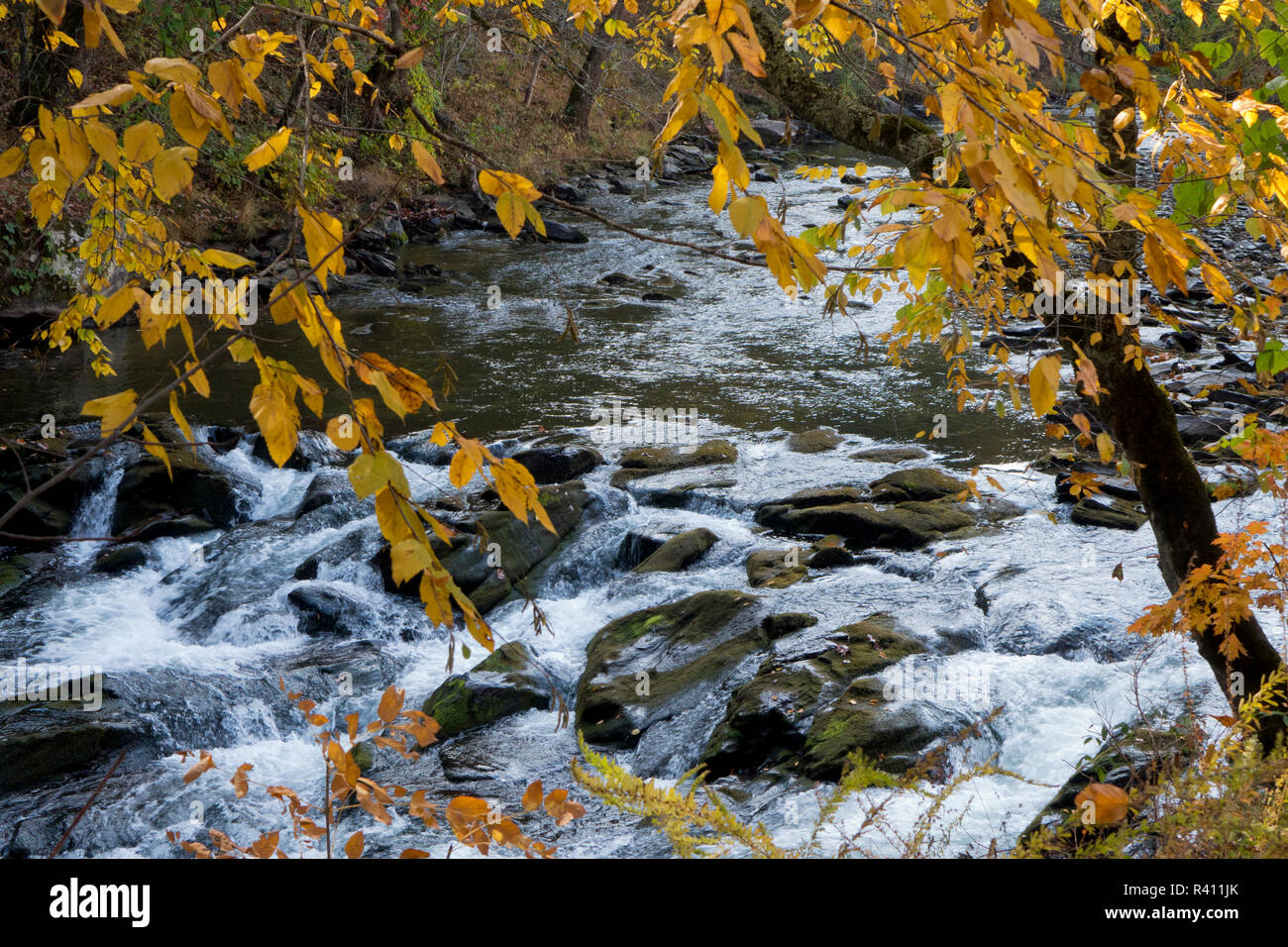 Nantahala River, Nantahala Gorge, near the Nantahala Outdoor Center. Bryson City, North Carolina Stock Photo