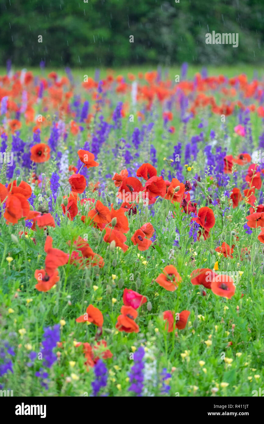 Mount olive hires stock photography and images Alamy