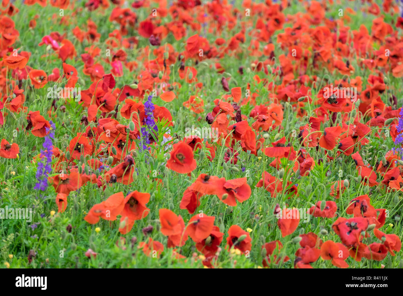 Poppy field, Mount Olive, North Carolina, USA Stock Photo