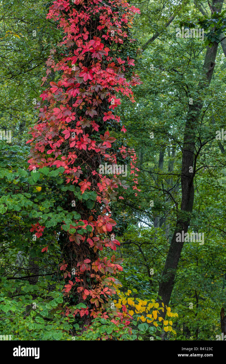 Red Virginia Creeper grows on trees in hardwood forest in Defiance, Ohio, USA Stock Photo Alamy