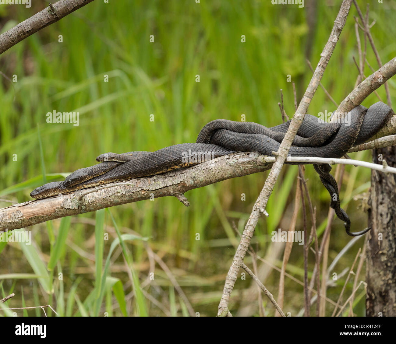 Lake Erie Water Snake in the mating ball, Nerodia sipedon insularum