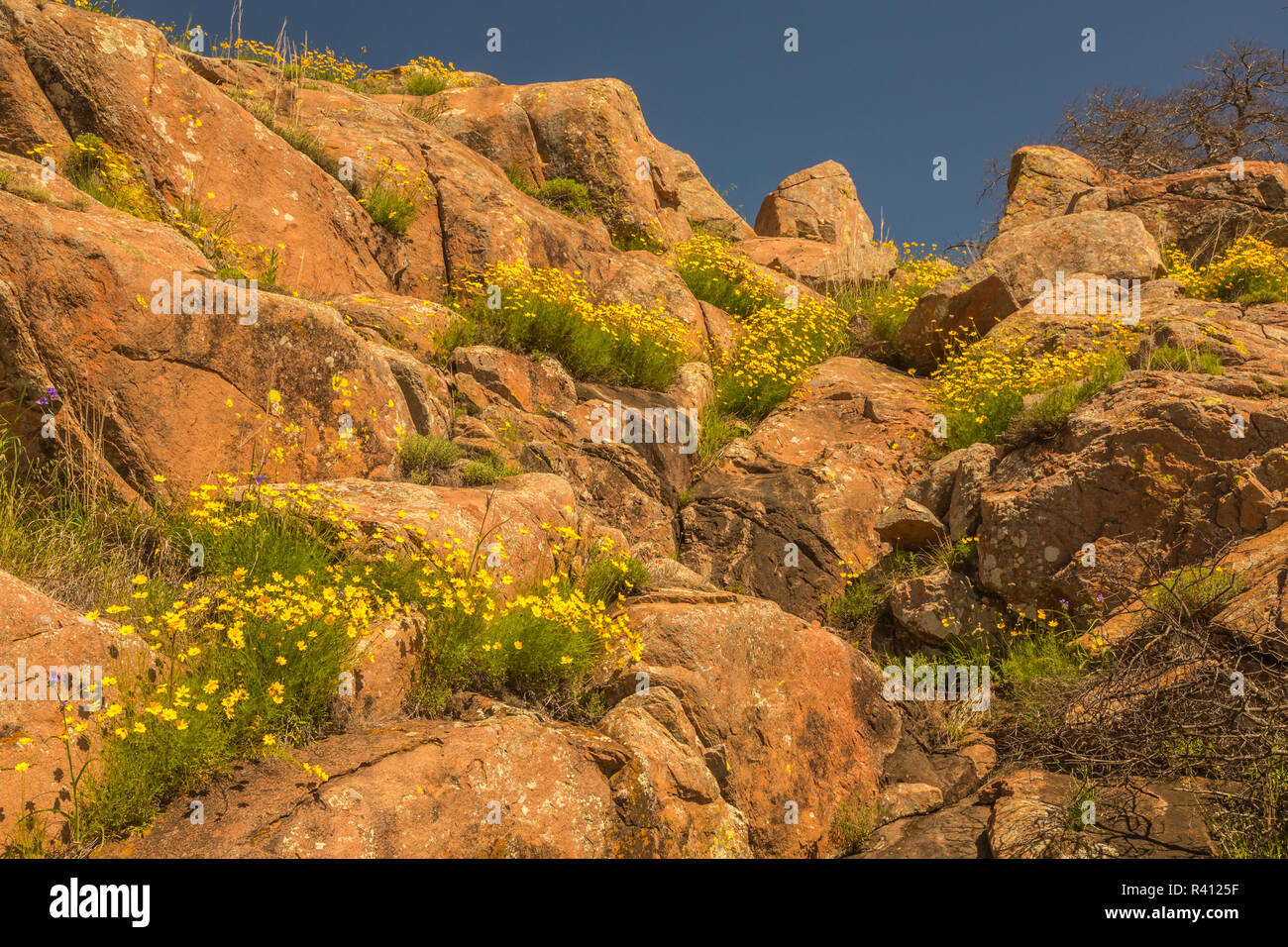 USA, Oklahoma, Wichita Mountains National Wildlife Refuge. Wildflowers and boulders. Stock Photo