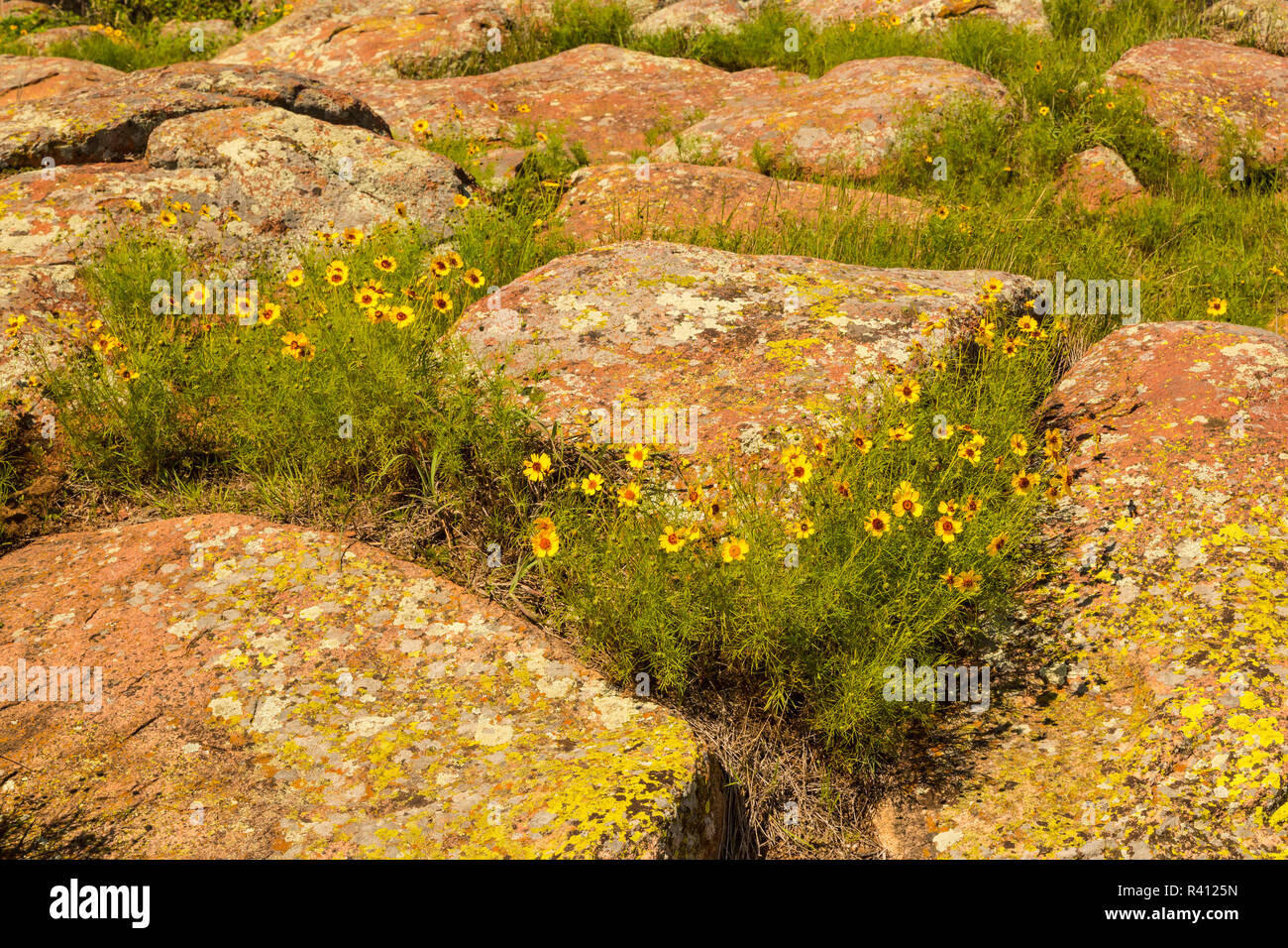 USA, Oklahoma, Wichita Mountains National Wildlife Refuge. Wildflowers amid boulders. Stock Photo