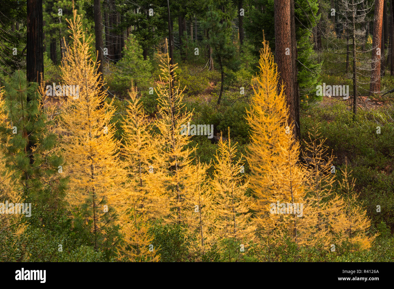 Western larch trees in autumn color, Larix occidentalis, Oregon Cascades, Oregon Stock Photo