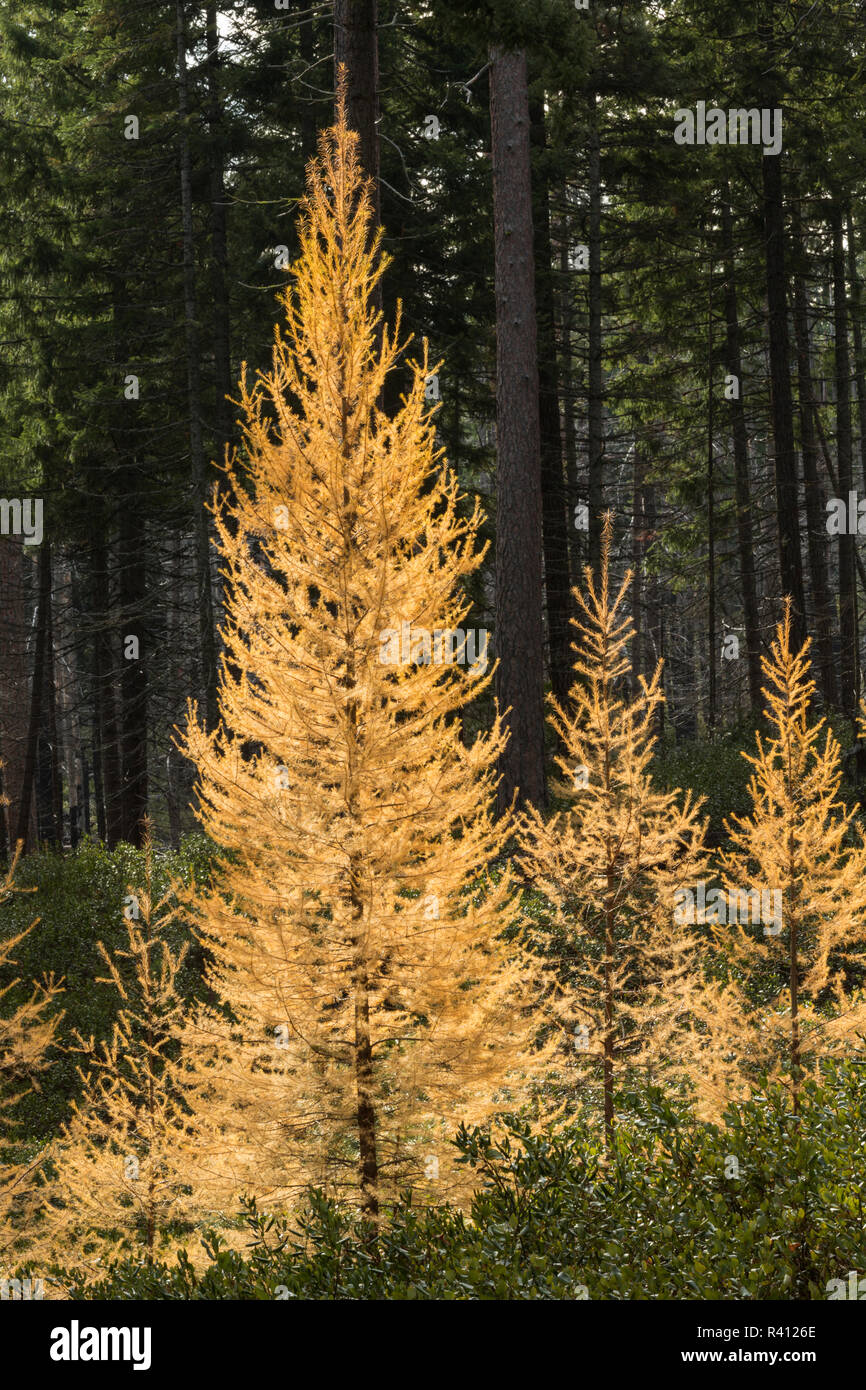 Western larch trees in autumn color, Larix occidentalis, Oregon Cascades, Oregon Stock Photo