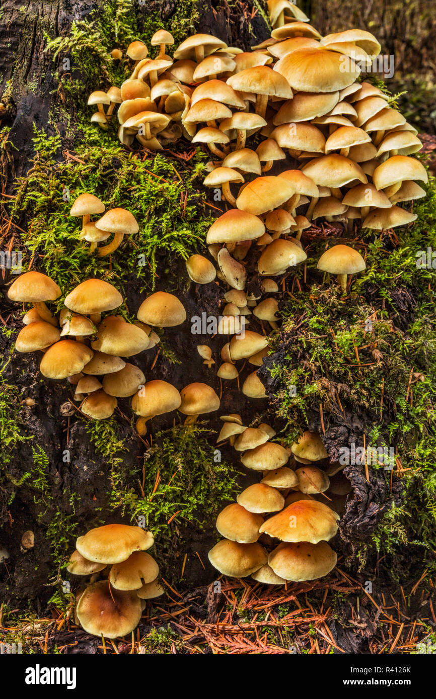 Oregon mushrooms hires stock photography and images Alamy