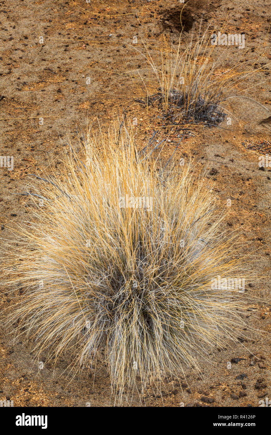 Clump of dried grasses in desert, Oregon Stock Photo