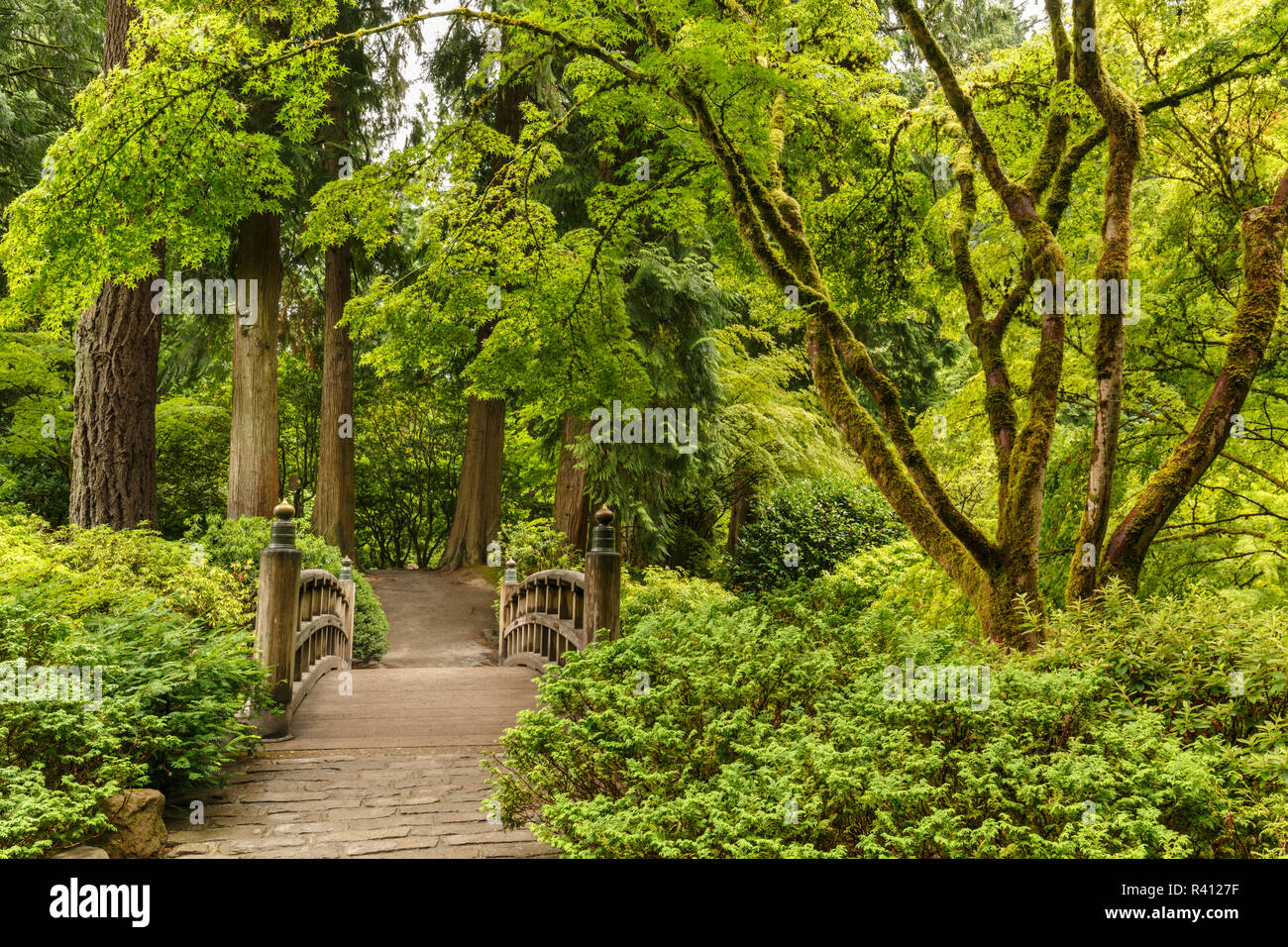 Arched wooden bridge, Portland Japanese Garden, Washington Park in the