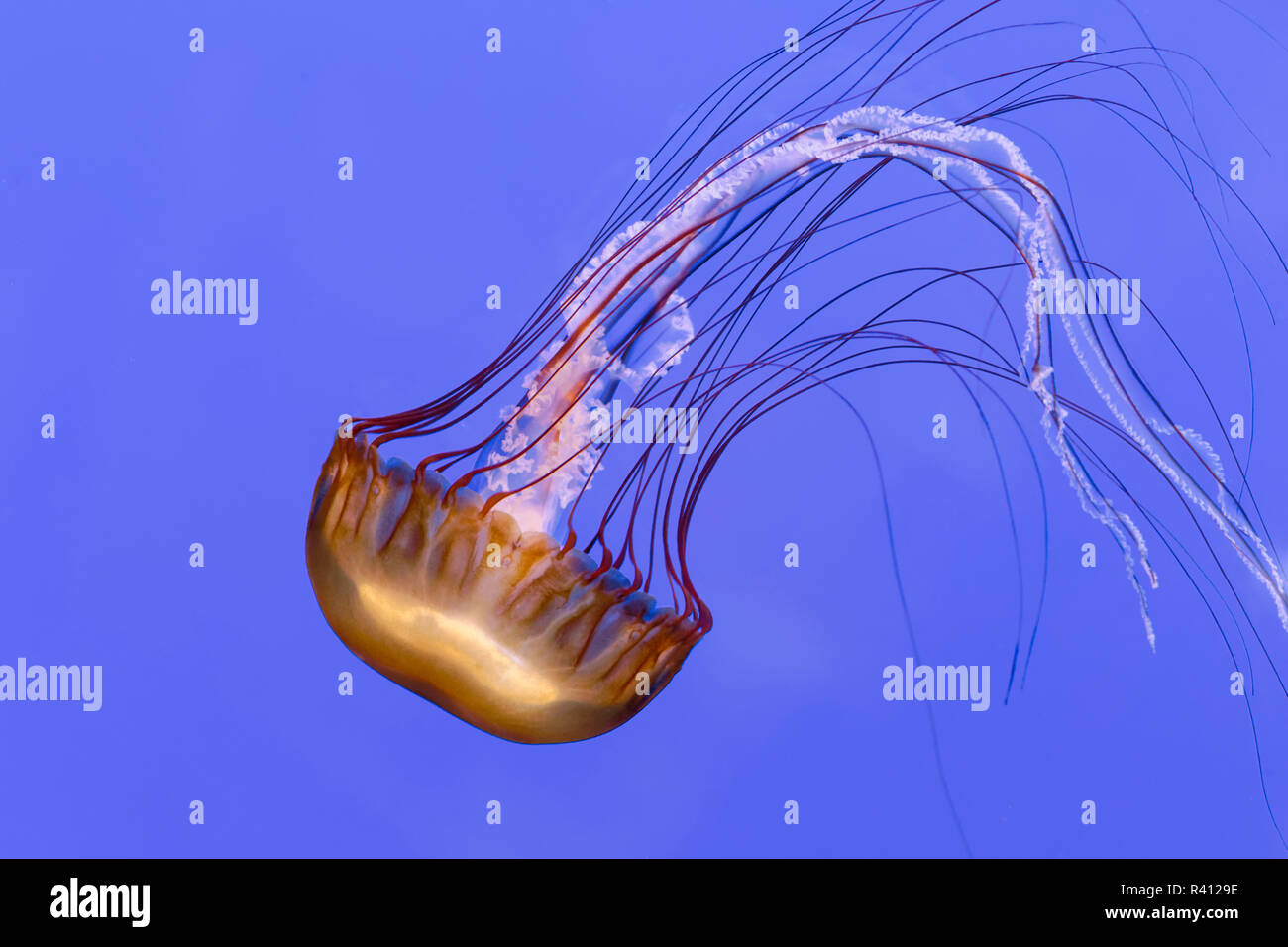 Pacific sea nettle jellyfish, Chrysaora fuscescens, Oregon Coast Aquarium, Newport, Oregon Stock Photo