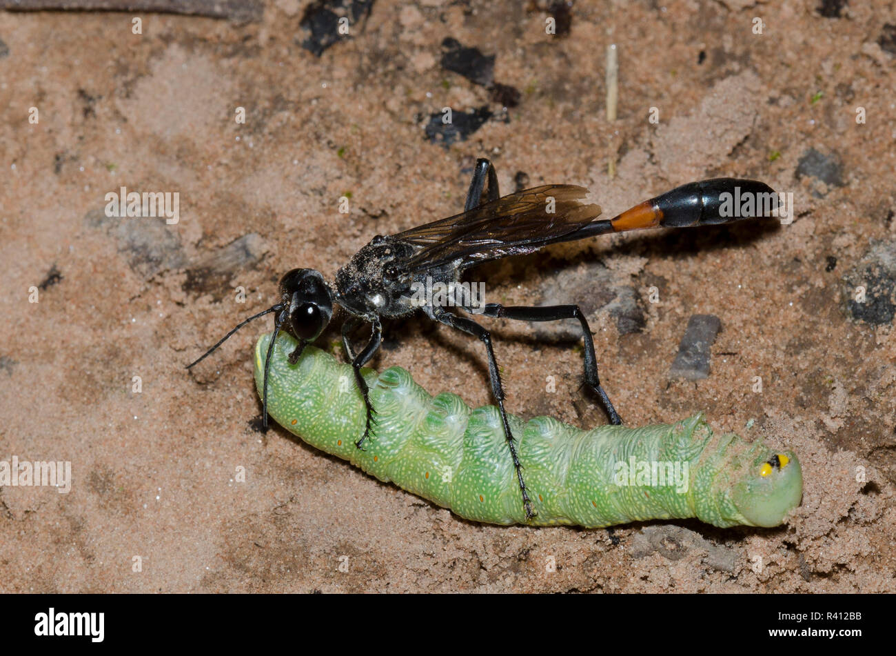 Caterpillar Wasp High Resolution Stock Photography and Images - Alamy