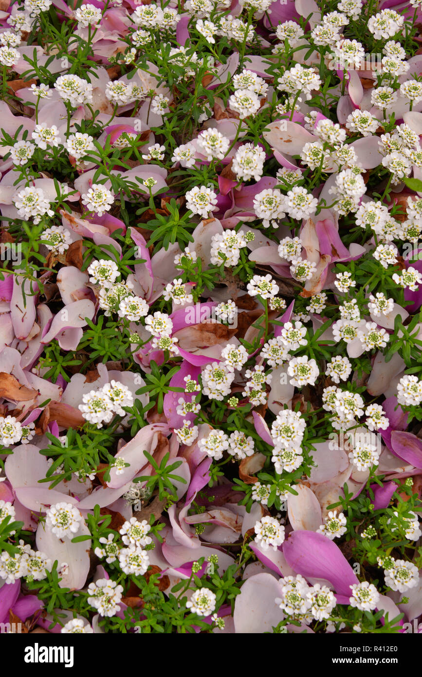 Alyssum flowers hi-res stock photography and images - Alamy
