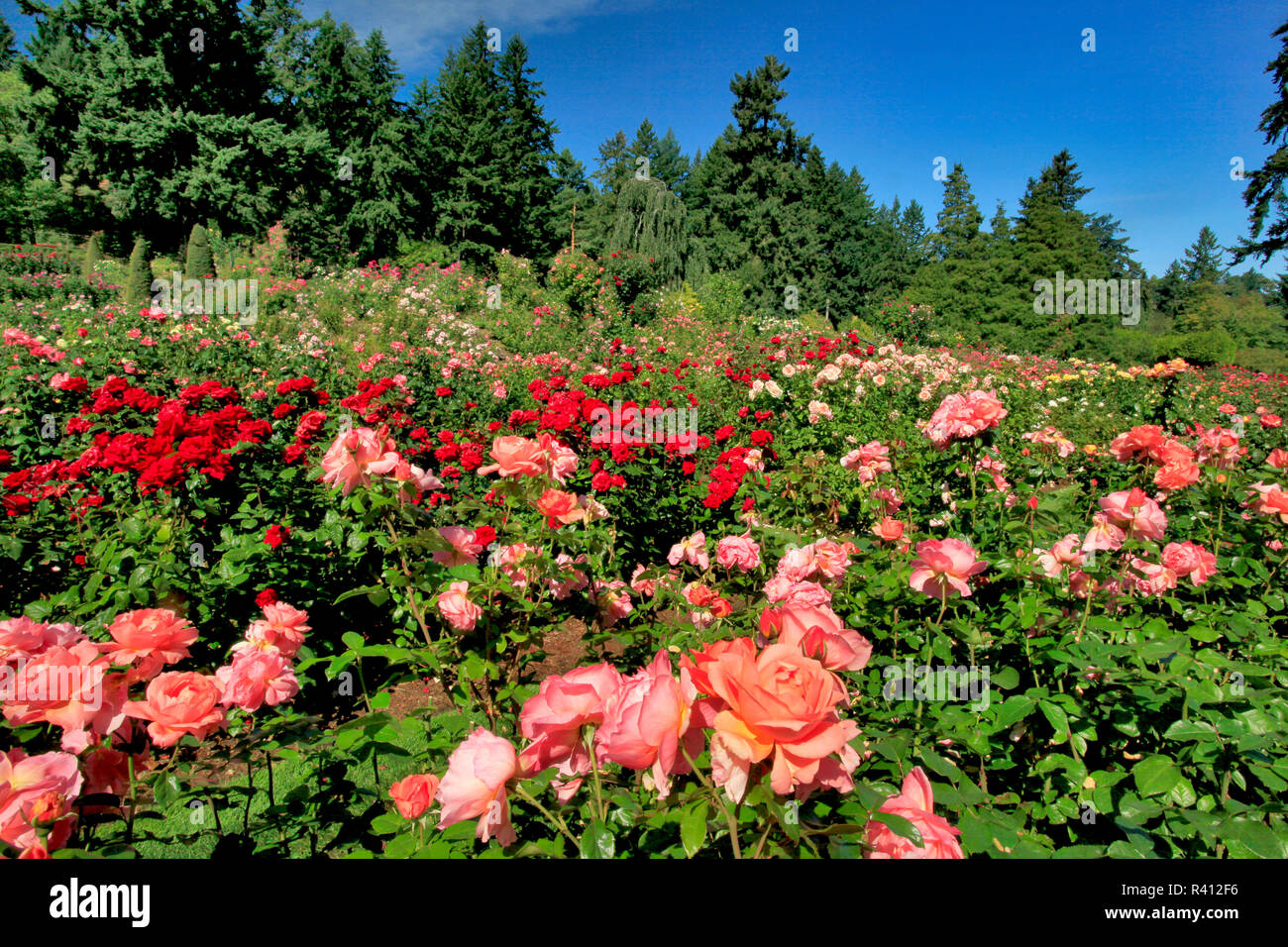 Usa Oregon Portland Portland Rose Garden In Washington Park