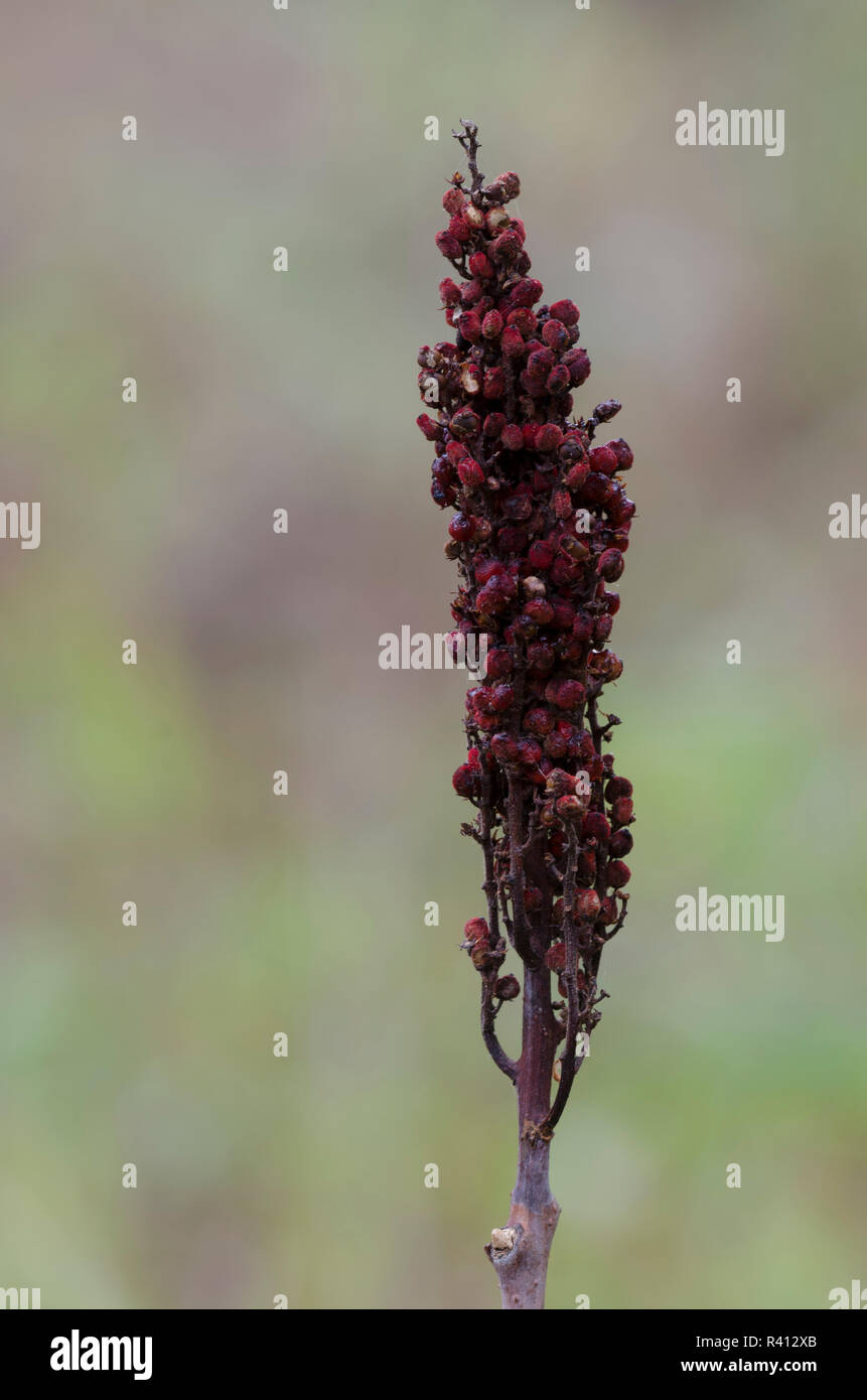 Smooth Sumac, Rhus glabra, fruit Stock Photo Alamy