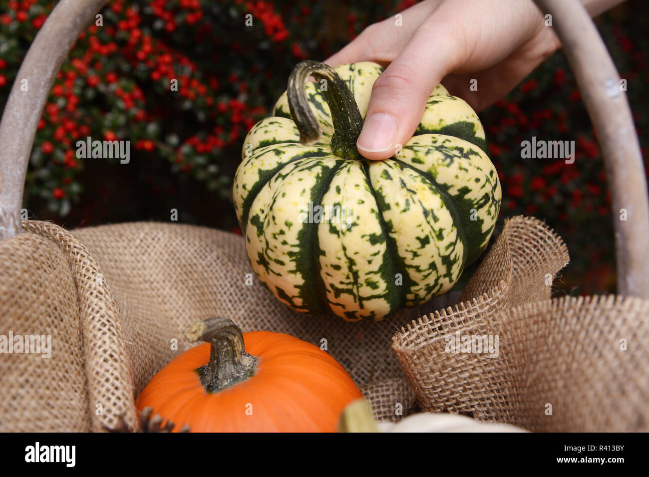 Young woman adds harlequin pumpkin to a basket Stock Photo