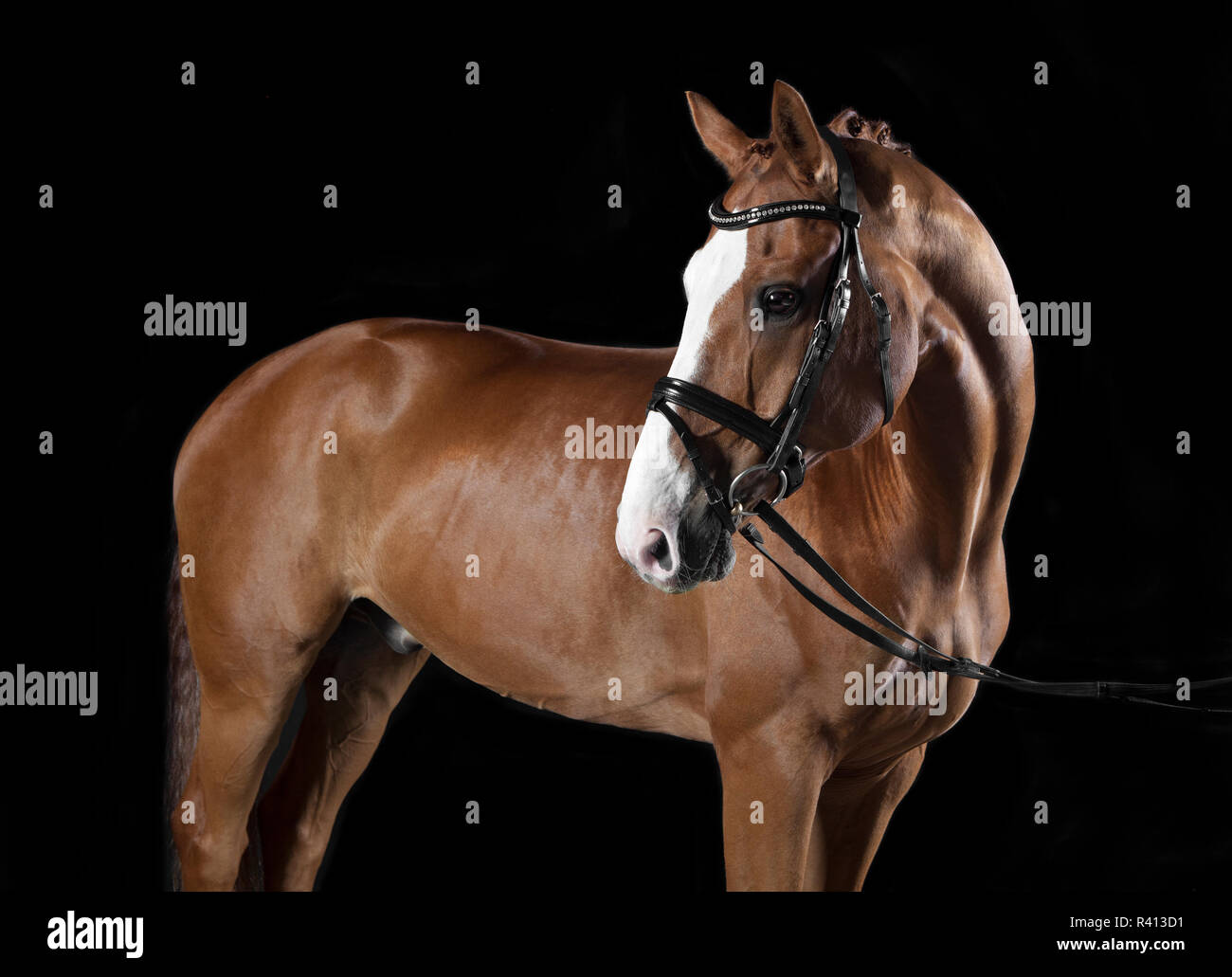 Horse with black background hi-res stock photography and images - Alamy
