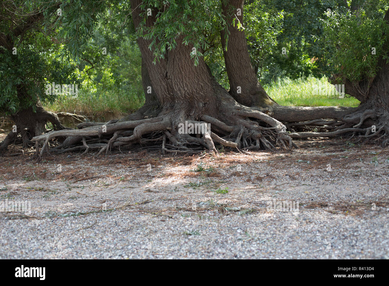Big tree roots bank hi-res stock photography and images - Alamy