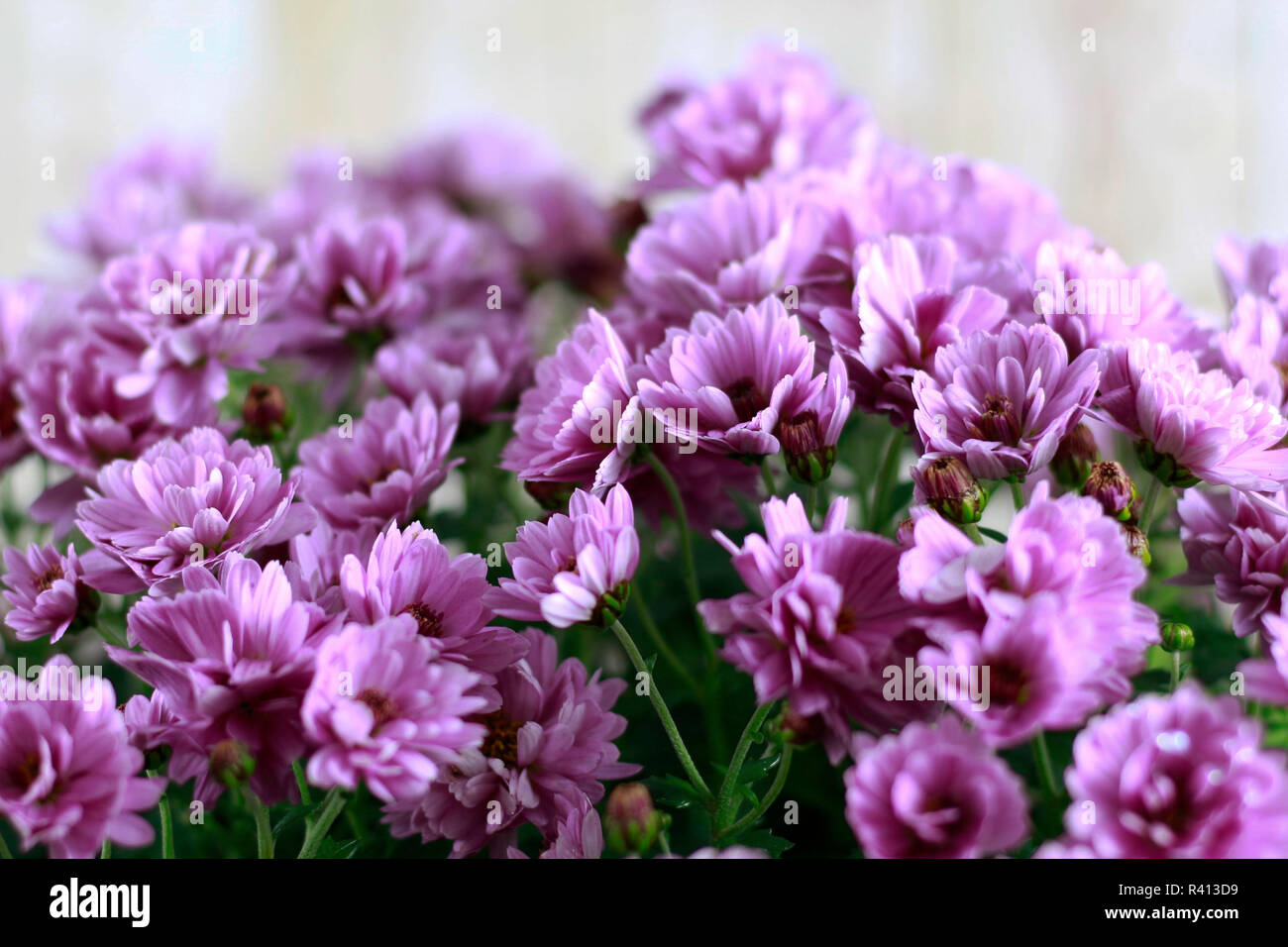 Soft focus flowers hi-res stock photography and images - Alamy