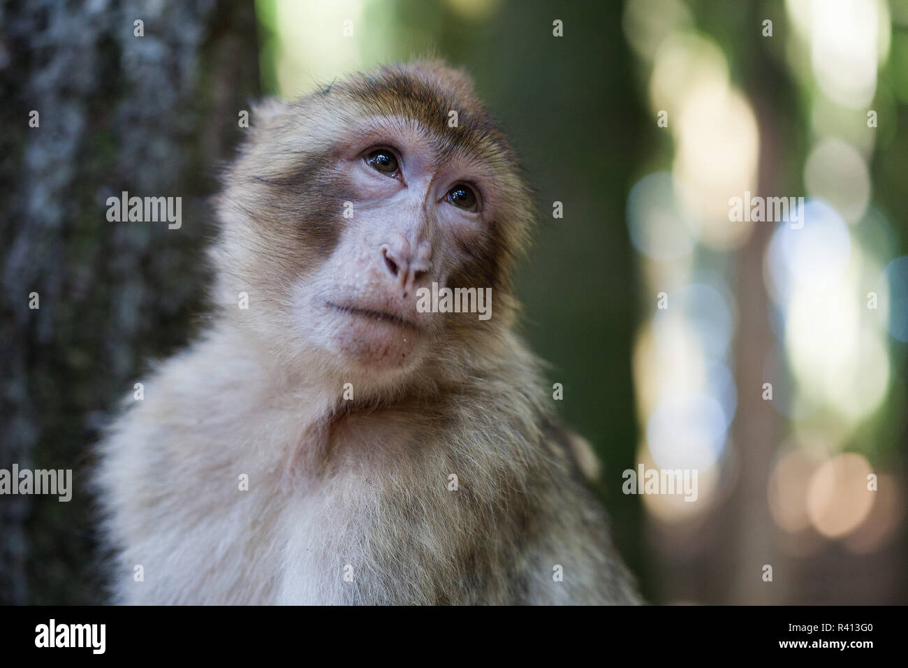 Barbary apes Stock Photo
