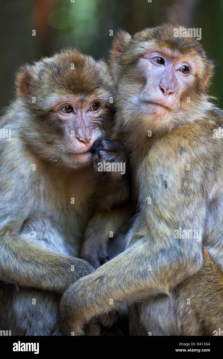 Barbary apes Stock Photo